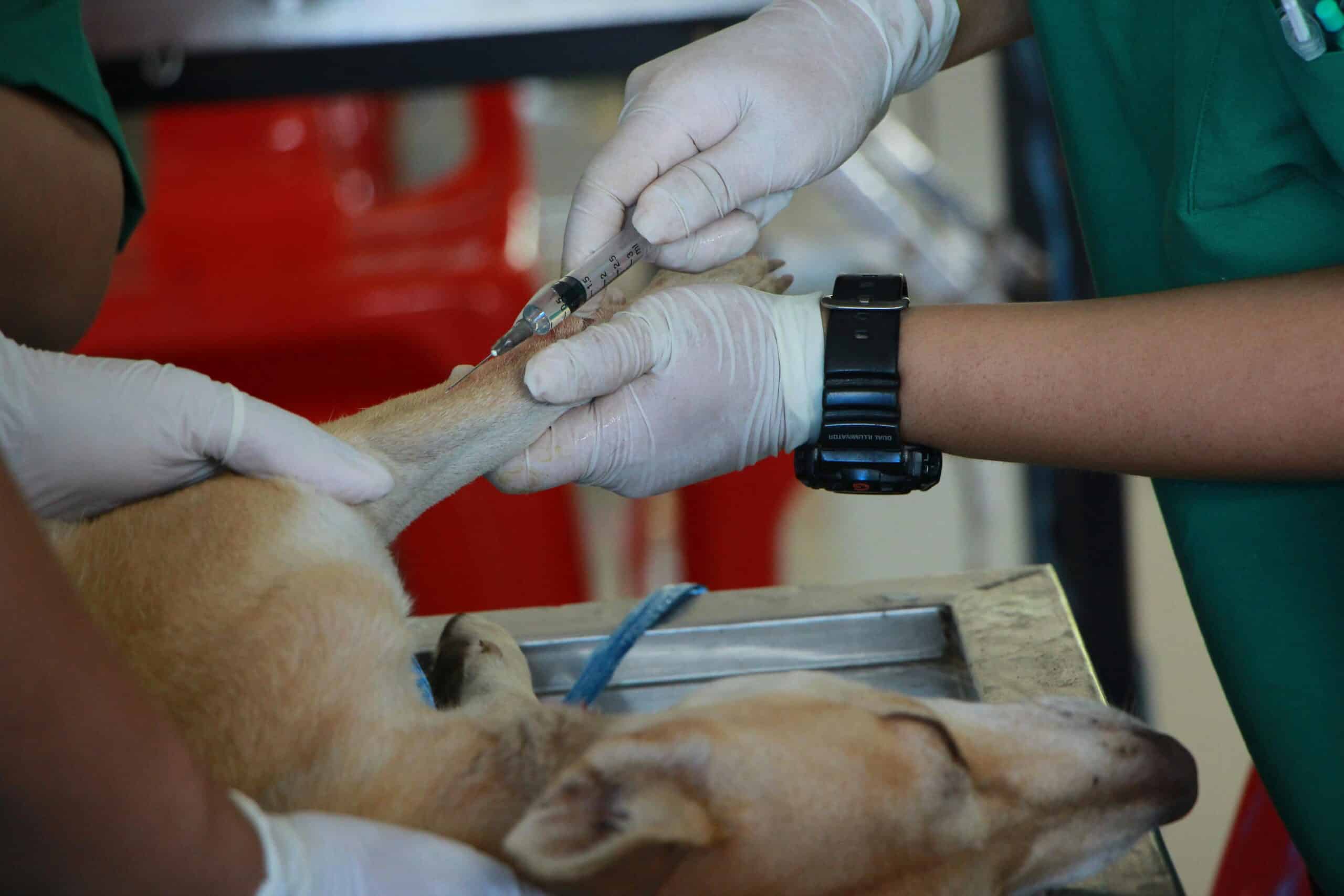 Sei interessato al percorso di laurea in veterinaria offerto da Europe Tutor University? Scopri di più in questo articolo!
